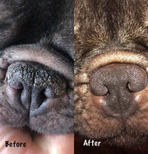 Before and after using Whizzopet Nose Glo