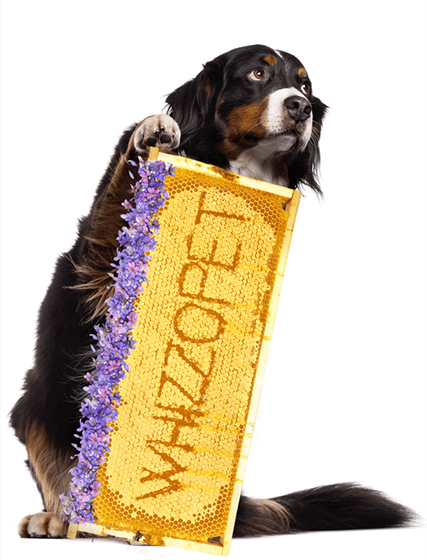 A dog standing behind a honey frame.